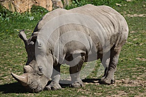 Southern white rhinoceros Ceratotherium simum