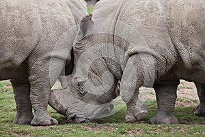 Southern white rhinoceros Ceratotherium simum.