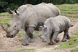 Southern white rhinoceros Ceratotherium simum.