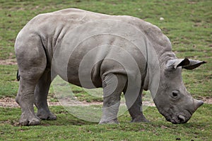 Southern white rhinoceros Ceratotherium simum.