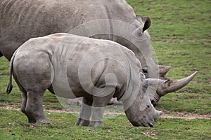 Southern white rhinoceros Ceratotherium simum.