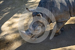Southern white rhinoceros Ceratotherium simum simum in Barcelona Zoo