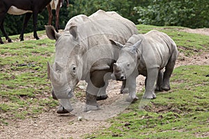 Southern white rhinoceros Ceratotherium simum.