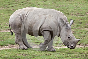 Southern white rhinoceros Ceratotherium simum. photo