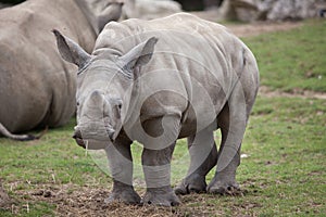 Southern white rhinoceros Ceratotherium simum.