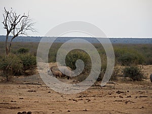 Southern white rhinoceros, Ceratotherium simum. Madikwe Game Reserve, South Africa