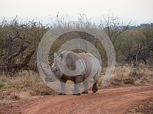 Southern white rhinoceros, Ceratotherium simum. Madikwe Game Reserve, South Africa