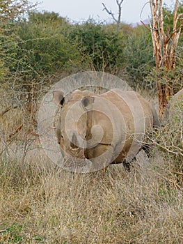 Southern white rhinoceros, Ceratotherium simum. Madikwe Game Reserve, South Africa