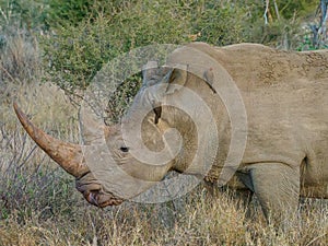 Southern white rhinoceros, Ceratotherium simum. Madikwe Game Reserve, South Africa