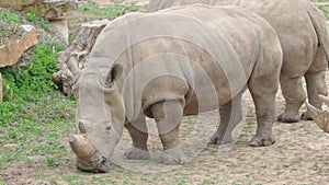 Southern white rhinoceros Ceratotherium simum simum.
