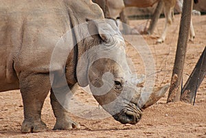 Southern White Rhinoceros - Ceratotherium simum simum