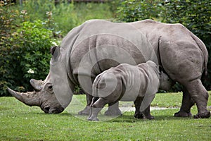 Southern white rhinoceros (Ceratotherium simum simum).