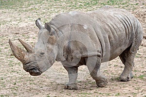 Southern white rhinoceros Ceratotherium simum simum. Critically endangered animal species