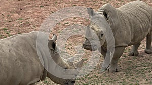 Southern white rhinoceros Ceratotherium simum simum. Critically endangered animal species.