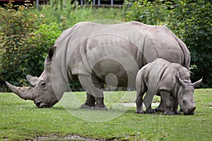 Southern white rhinoceros Ceratotherium simum simum.