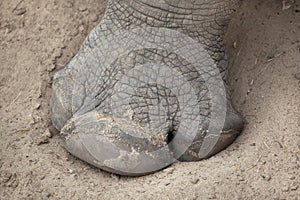 Southern white rhinoceros Ceratotherium simum simum. photo