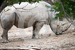 Southern white rhinoceros Ceratotherium simum simum at Philadelphia Zoo