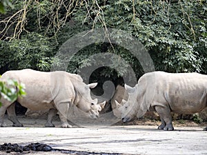 Southern White Rhinoceros, Ceratotherium Simum Simum, stands against each other, are ready to push away