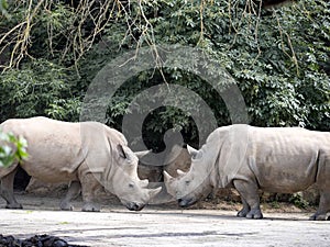 Southern White Rhinoceros, Ceratotherium Simum Simum, stands against each other, are ready to push away