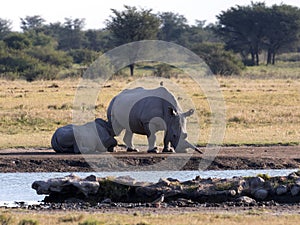 Southern White rhinoceros, Ceratotherium simum simum, at waterhole Botswana