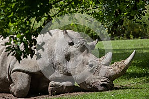 Southern white rhinoceros Ceratotherium simum simum