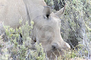 A Southern White Rhinoceros, Ceratotherium simum ssp. simum, dehorned for protection, grazes on grass in a field in South Africa