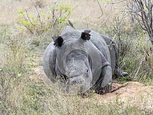 A Southern White Rhinoceros, Ceratotherium simum ssp. simum, dehorned for protection, peacefully rests in a vast grass field in