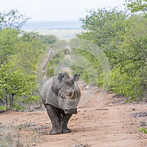 Southern white rhinoceros and Giraffe in Kruger national park, South Africa