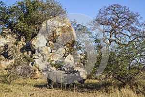 Southern white rhinoceros in Kruger National park, South Africa