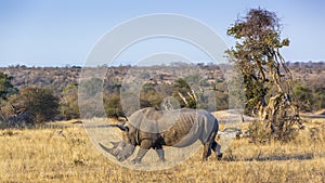 Southern white rhinoceros in Kruger National park, South Africa