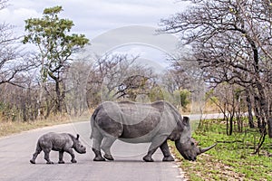 Southern white rhinoceros in Kruger National park, South Africa