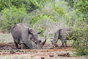 Southern white rhinoceros in Kruger National park, South Africa