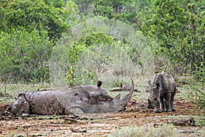 Southern white rhinoceros in Kruger National park, South Africa