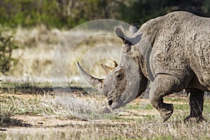 Southern white rhinoceros in Kruger National park, South Africa