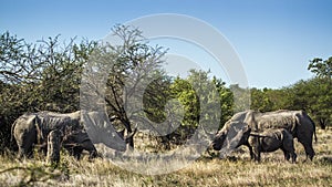 Southern white rhinoceros in Kruger National park, South Africa