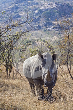 Southern white rhinoceros in Kruger National park, South Africa