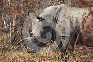 Southern white rhinoceros in Kruger National park, South Africa