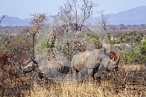 Southern white rhinoceros in Kruger National park, South Africa