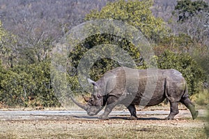 Southern white rhinoceros in Kruger National park, South Africa