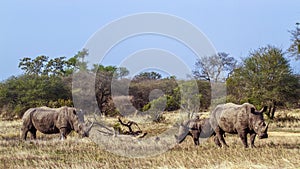 Southern white rhinoceros in Kruger National park, South Africa