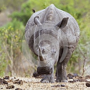 Southern white rhinoceros in Kruger National park