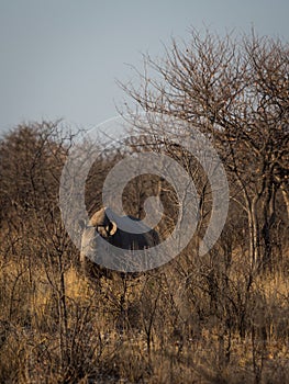 Southern white rhinoceros