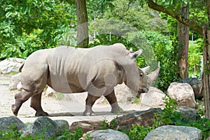 Southern white rhinoceros