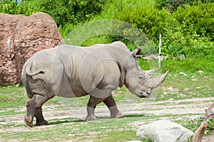 Southern white rhinoceros