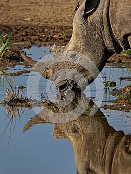 Southern White Rhinoceros or square-lipped rhinoceros - Ceratotherium simum simum, Lake Nakuru National Park in Kenya, horned