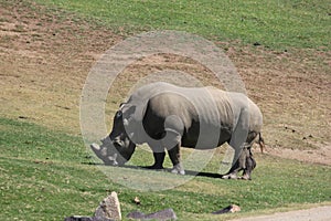 Southern white rhinoceros