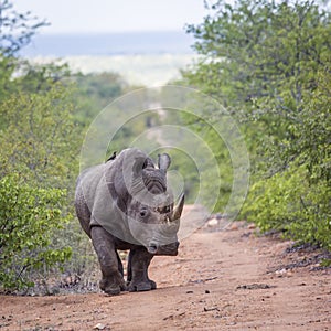 Southern white rhinoceros walking front view in Kruger National park