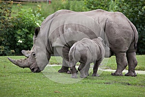 Southern white rhinoceros (Ceratotherium simum simum).