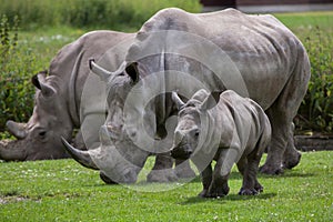 Southern white rhinoceros (Ceratotherium simum simum). photo