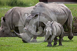 Southern white rhinoceros (Ceratotherium simum simum).